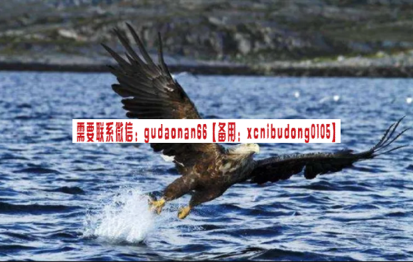 沧海之鹰线上高级班【第三期】期货实战交易视频课程